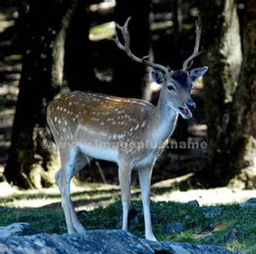 FAUNE - EUROPE