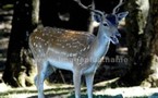 FAUNE - EUROPE