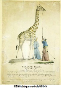 ZARAFA, la véritable histoire ZARAFA, la véritable histoire