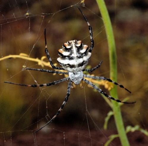 ARACHNIDES