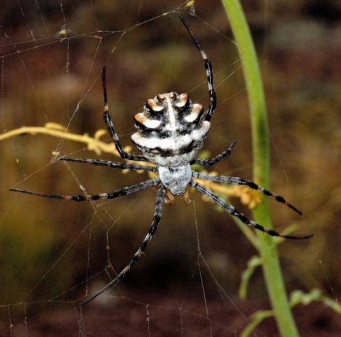 ARACHNIDES ARACHNIDES