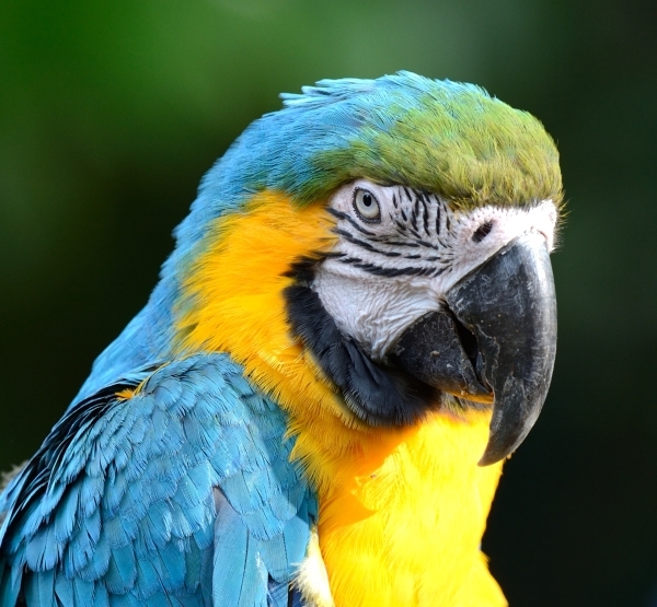 Ara © photo Yvan Marcou Ara © photo Yvan Marcou