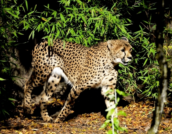 Guépard © photo Yvan Marcou Guépard © photo Yvan Marcou