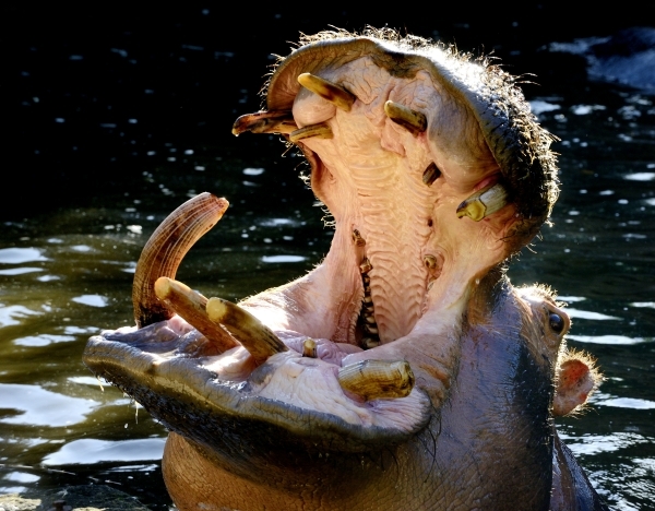 Hippopotame © photo Yvan Marcou