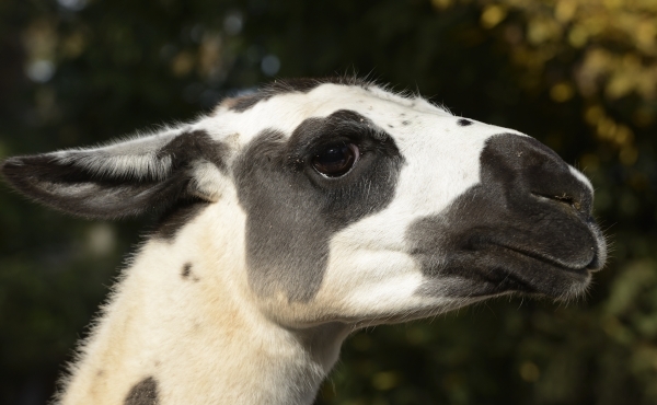 Lama © photo Yvan Marcou Lama © photo Yvan Marcou