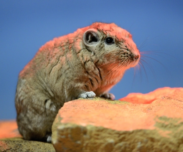 Rats du désert © photo Yvan Marcou