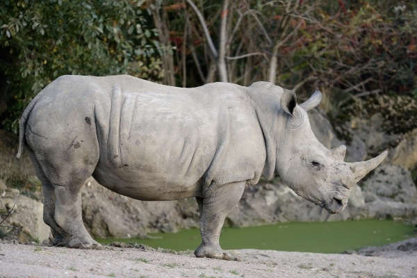 Rhinocéros © photo Yvan Marcou