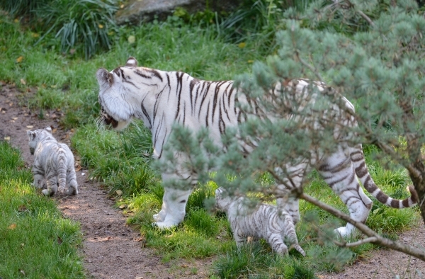 Tigres blancs © photo Yvan Marcou