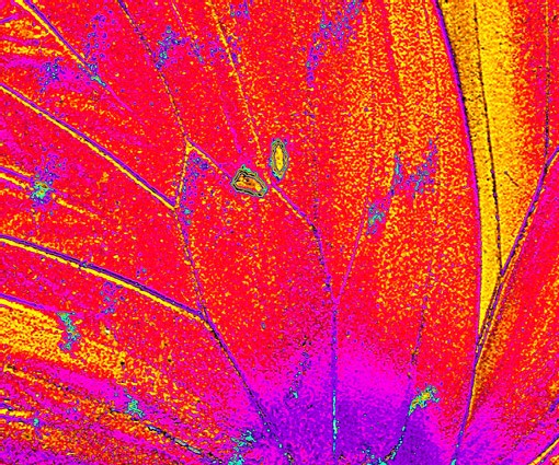 Pieridae - Yvan Marcou Pieridae - Yvan Marcou