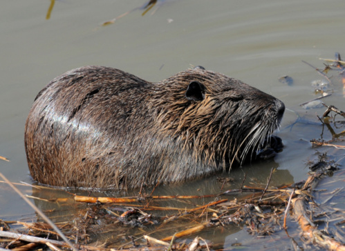 Rat gondin Rat gondin