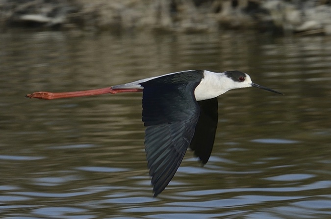 Echasse blanche Echasse blanche