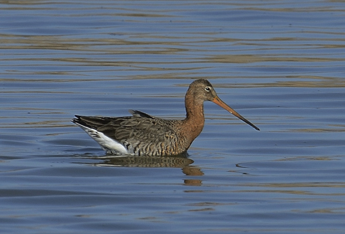 Barge rousse