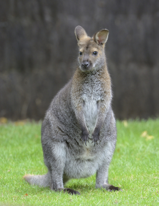 WALLABY