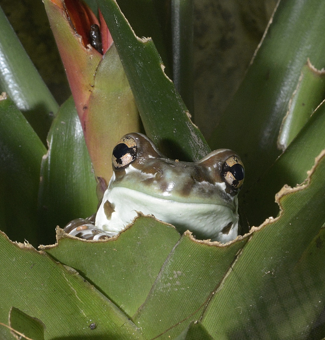 GRENOUILLE - Trachycephalus Resinifictrix