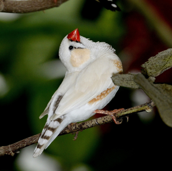 OISEAUX EXOTIQUES DIVERS