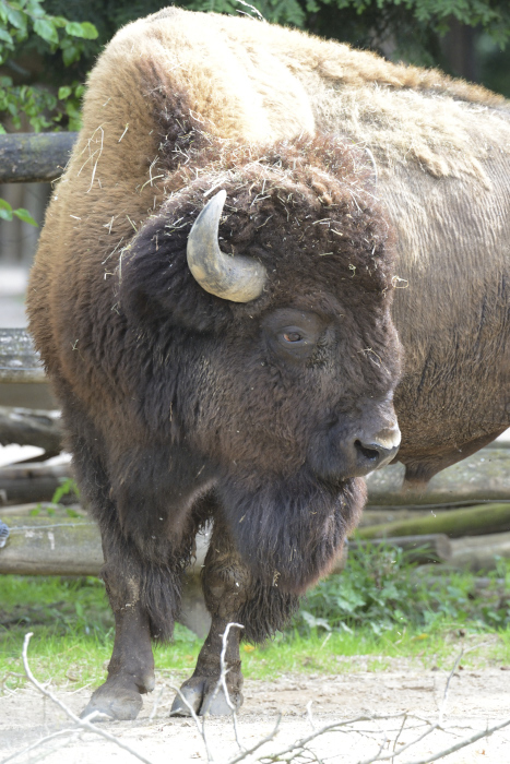 BISON