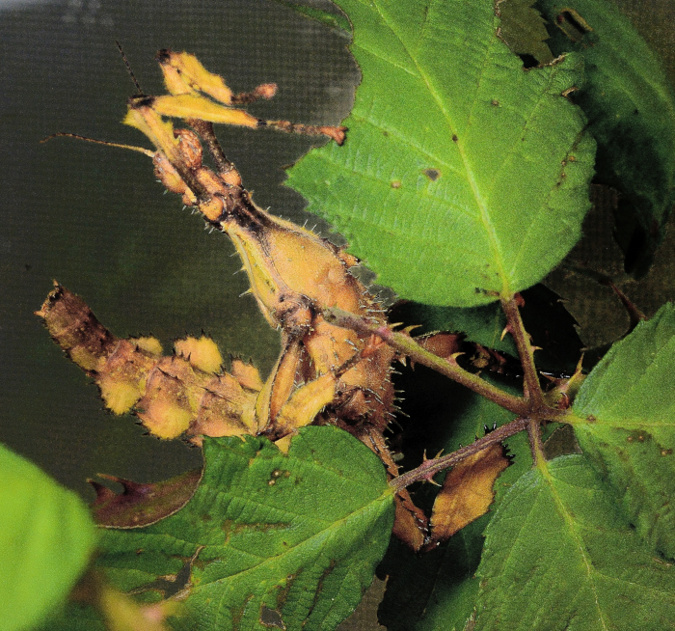 Insectes exotiques Insectes exotiques