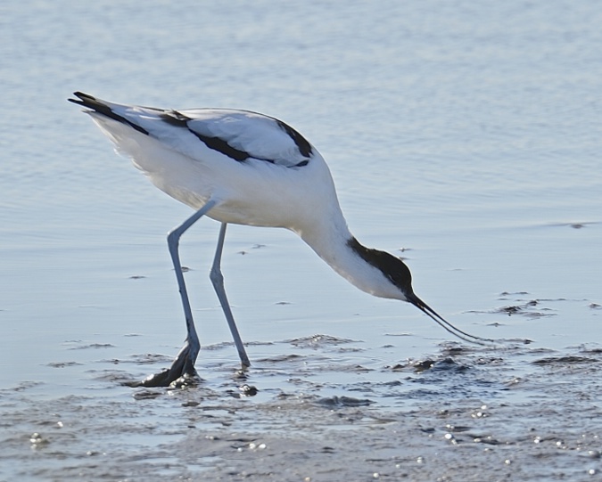 AVOCETTE