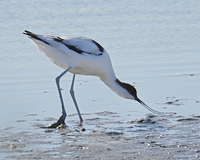 AVOCETTE AVOCETTE