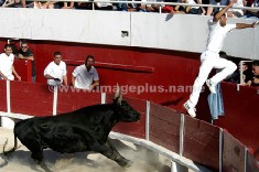 COURSE CAMARGUAISE.