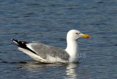 Goéland et mouette