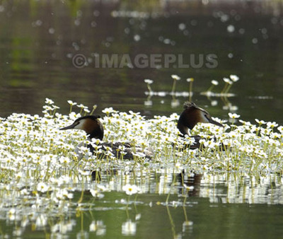 Grèbe huppé Grèbe huppé