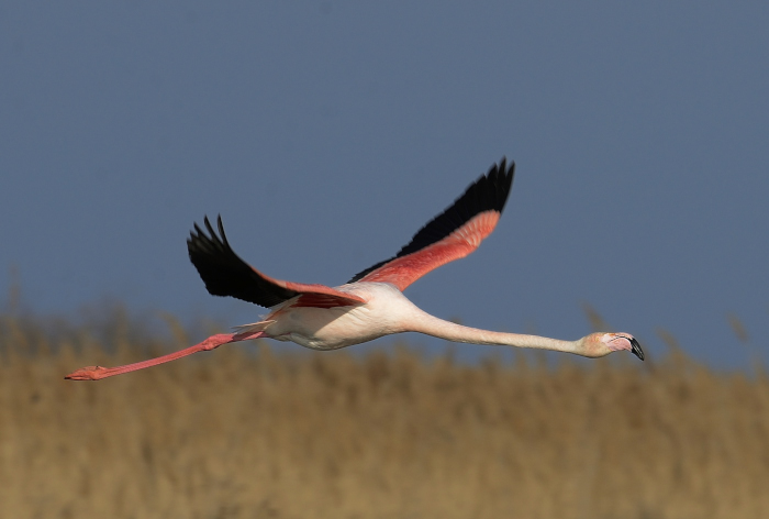 Flamant rose © photo Yvan Marcou Flamant rose © photo Yvan Marcou