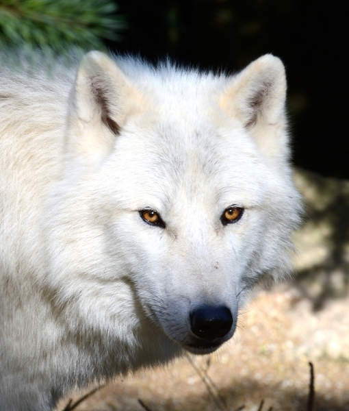 Loup blanc © photo Yvan Marcou