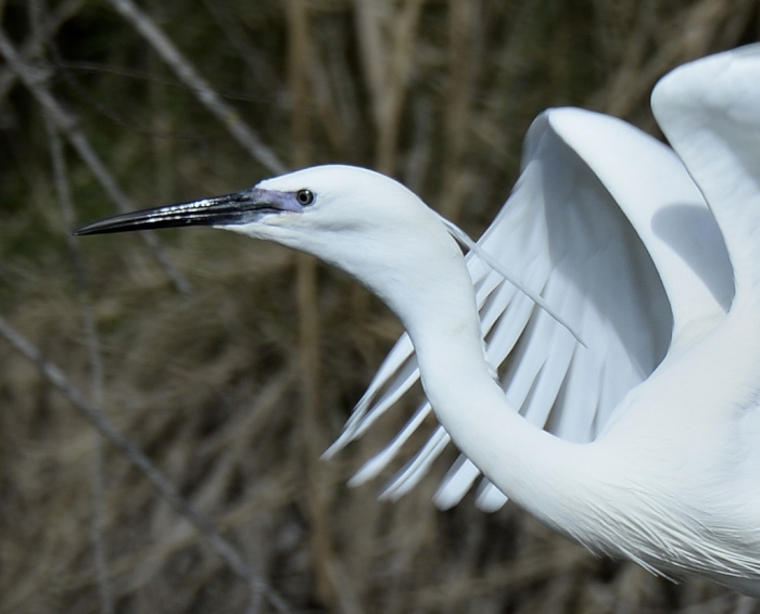 Aigrette garzette