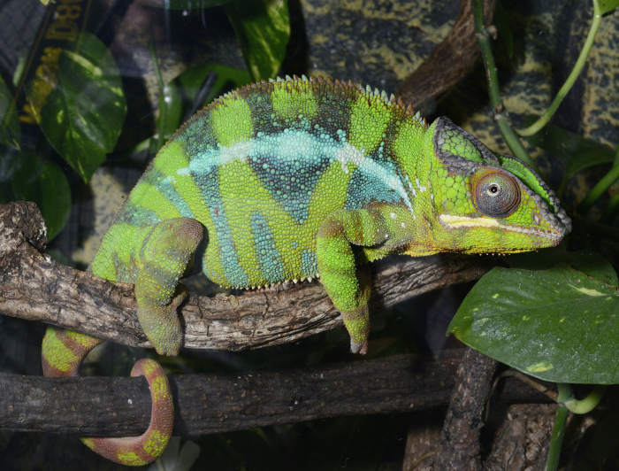 CAMÉLÉON PANTHÉRA