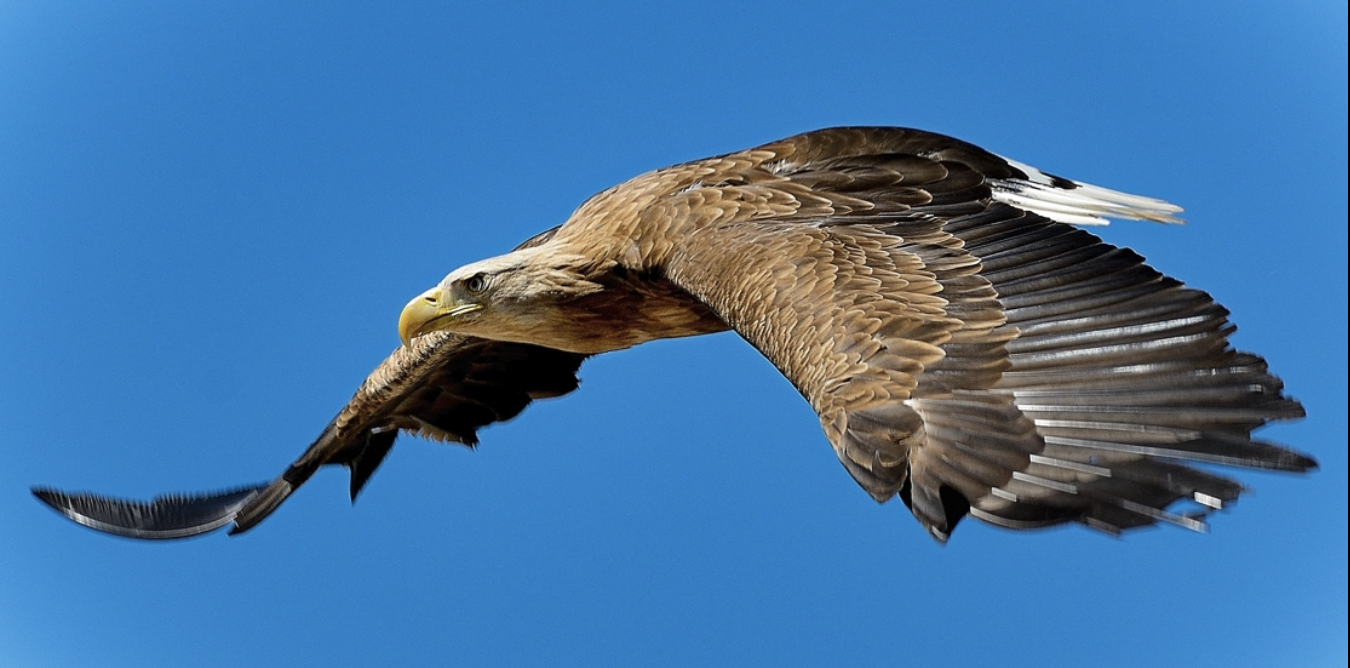 Histoire d'Image Plus Histoire d'Image Plus