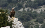 Retour de l'aigle royal dans les montagnes de Saint-Guilhem-le-Désert (34)