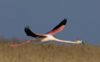 FLAMANT ROSE