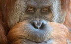SINGES