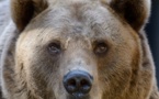 OURS BRUN