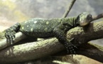 VARAN
