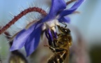 ABEILLES