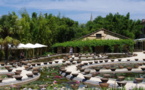 Le jardin Latour-Marliac à l’honneur - Temple-sur-Lot (47110)