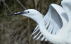 Aigrette garzette