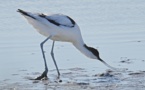 AVOCETTE