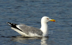 Goéland et mouette