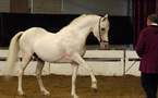 Le Haras national d'Uzès