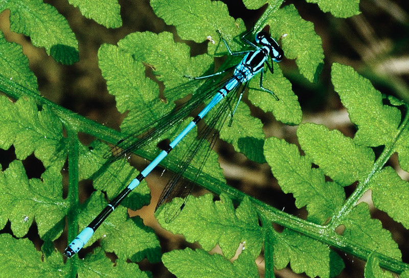 011-Agrion bleu_BB-.JPG