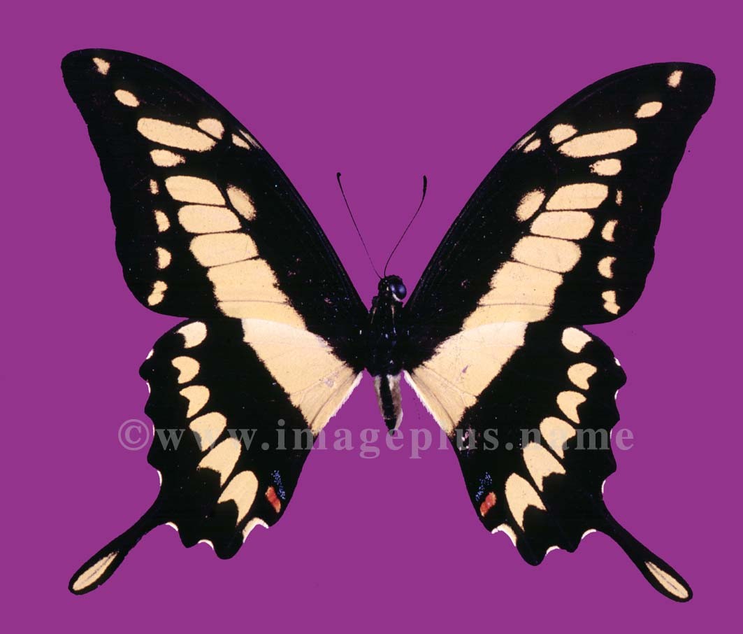 008-1a-Papilio Thoas.jpg