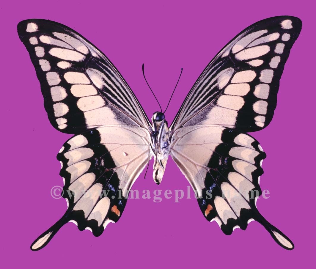 009-1b-Papilio Thoas.jpg