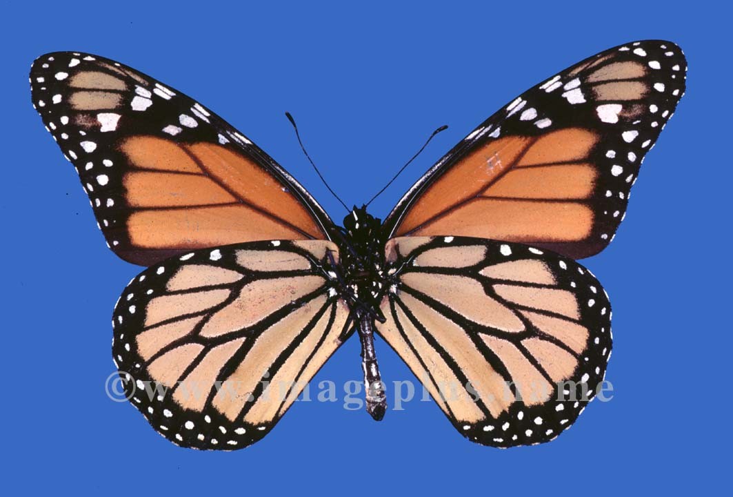 011-30b-Danaus Plexippus.jpg