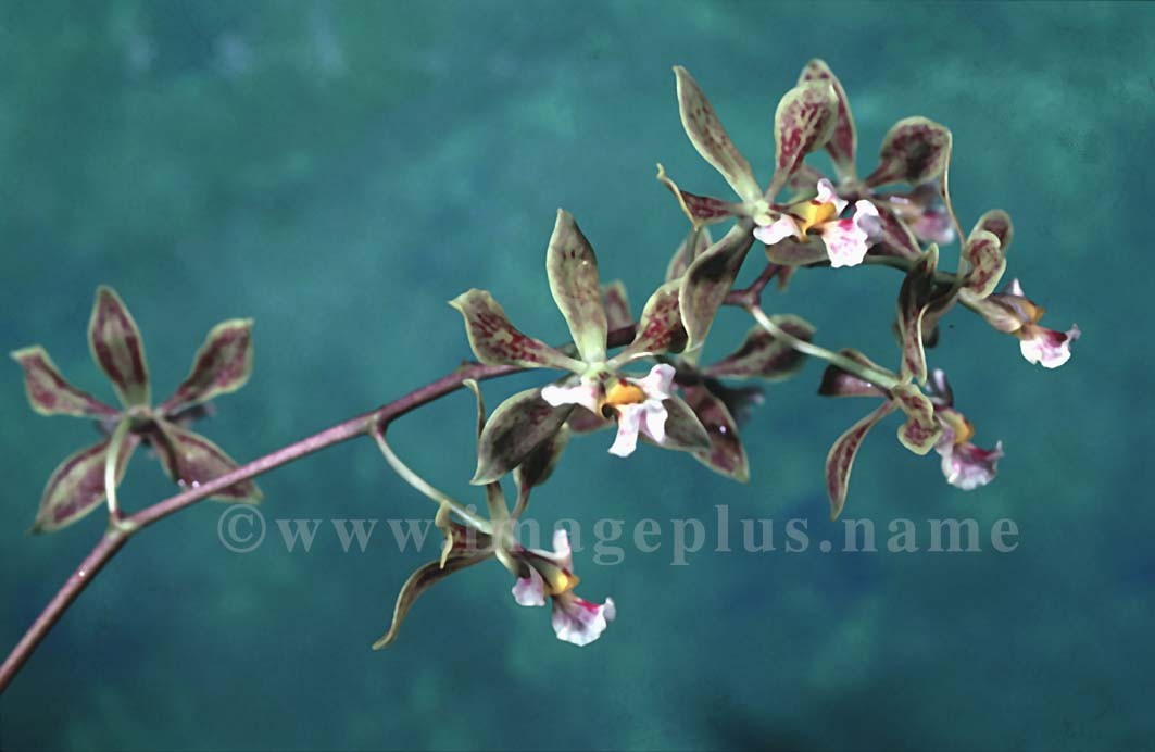 003-Ancyclia oncidioides.jpg
