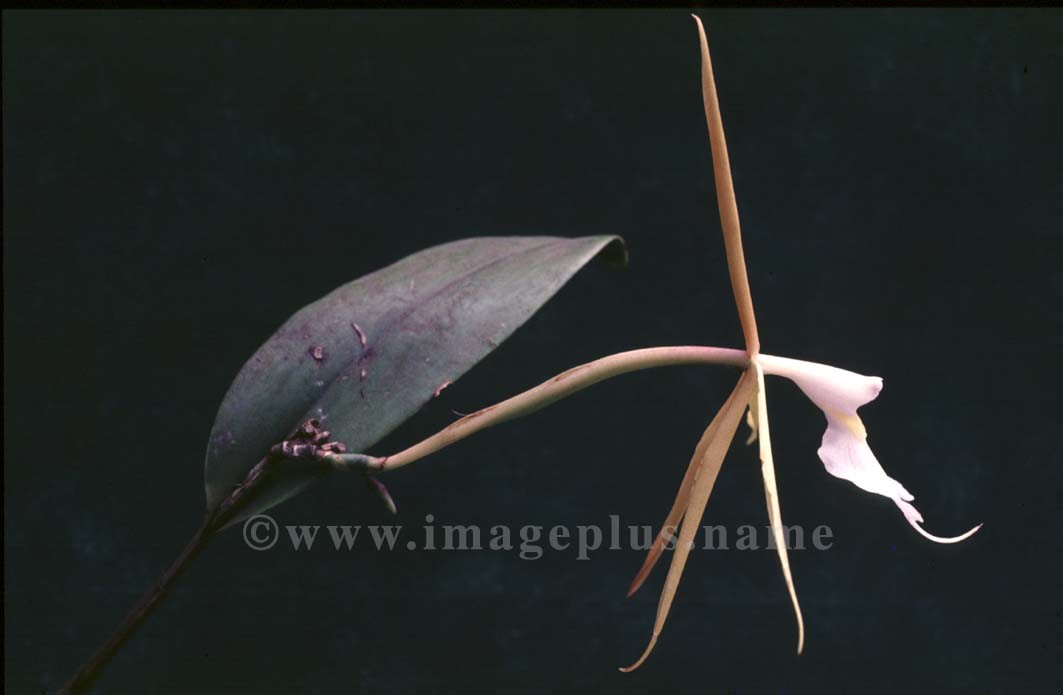 007-Epidendrum nocturnum.jpg