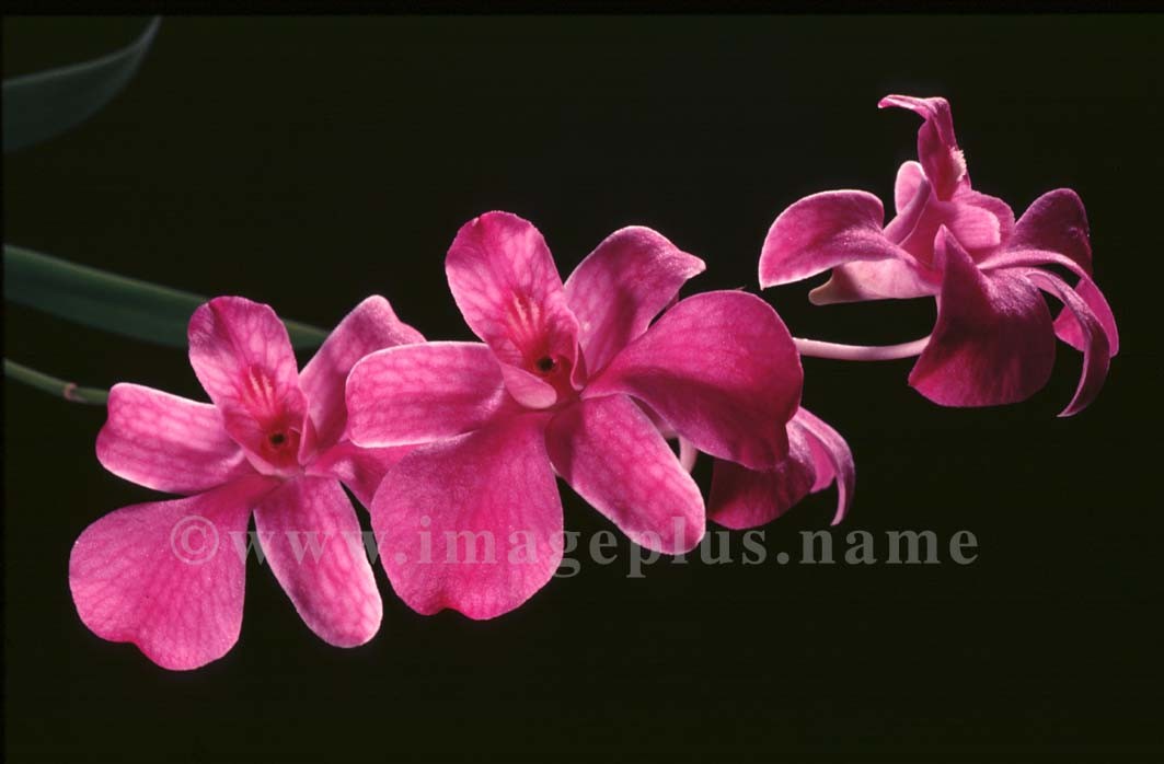 009-Dendrobium.jpg