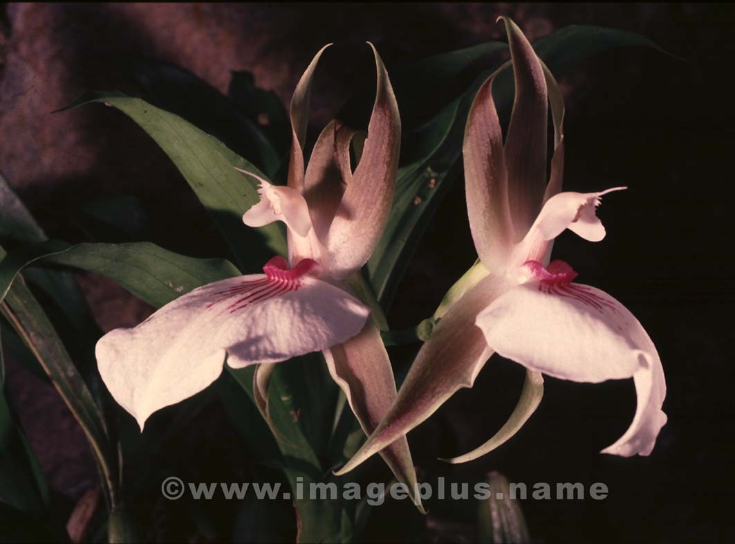 002-Zygosepalum-A.jpg